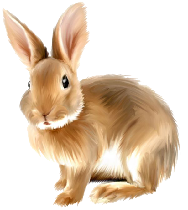 Conejito de conejo fondo Transparente PNG
