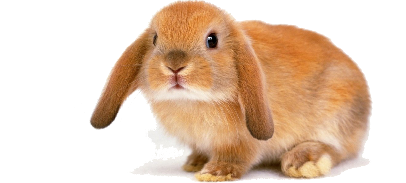 Kaninchen-Bunny-transparentes Bild