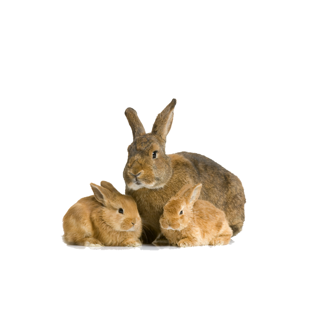 أرنب الأرنب صور شفافة