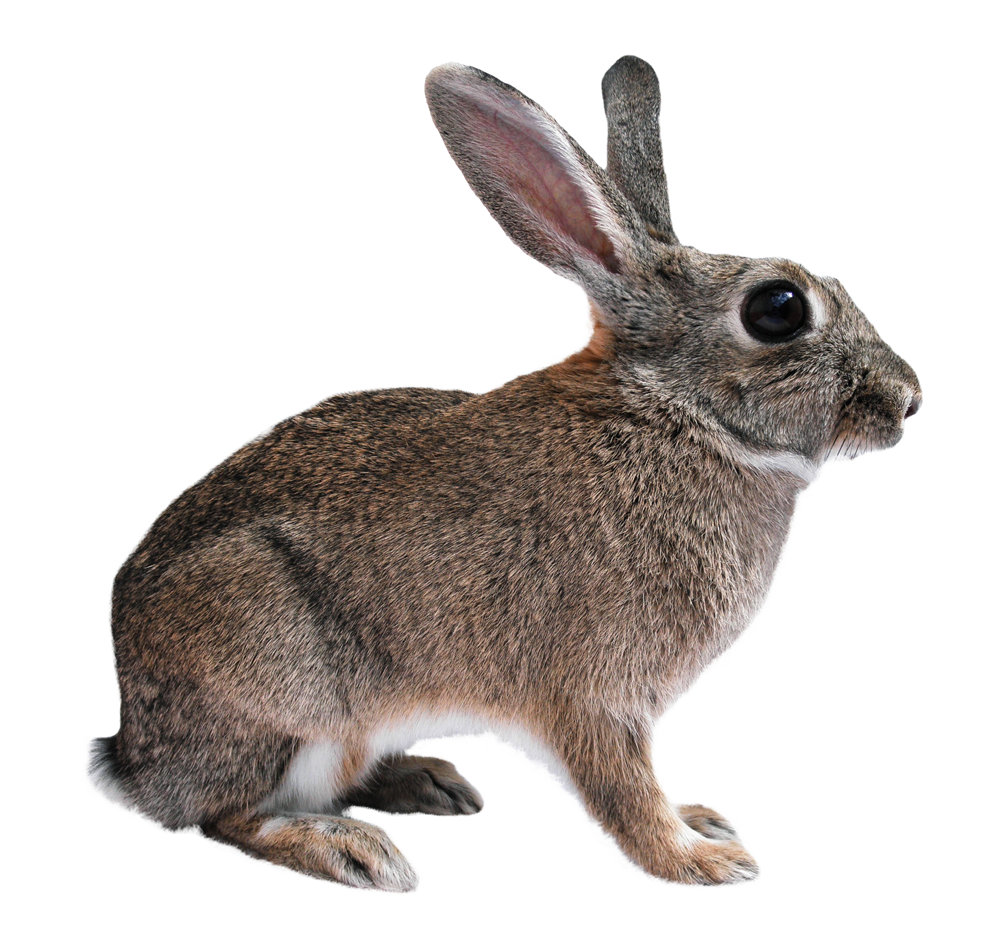 Rabbit صورة PNG مجانية