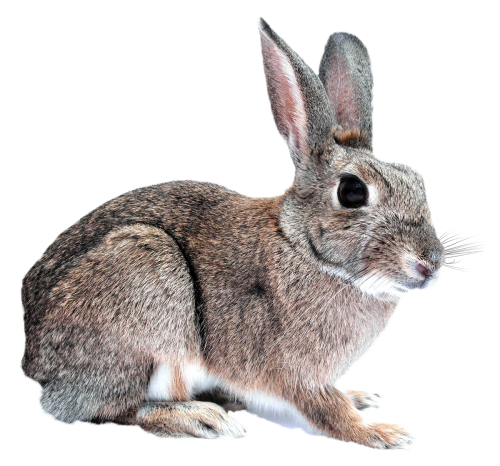 Rabbit PNG Download Image