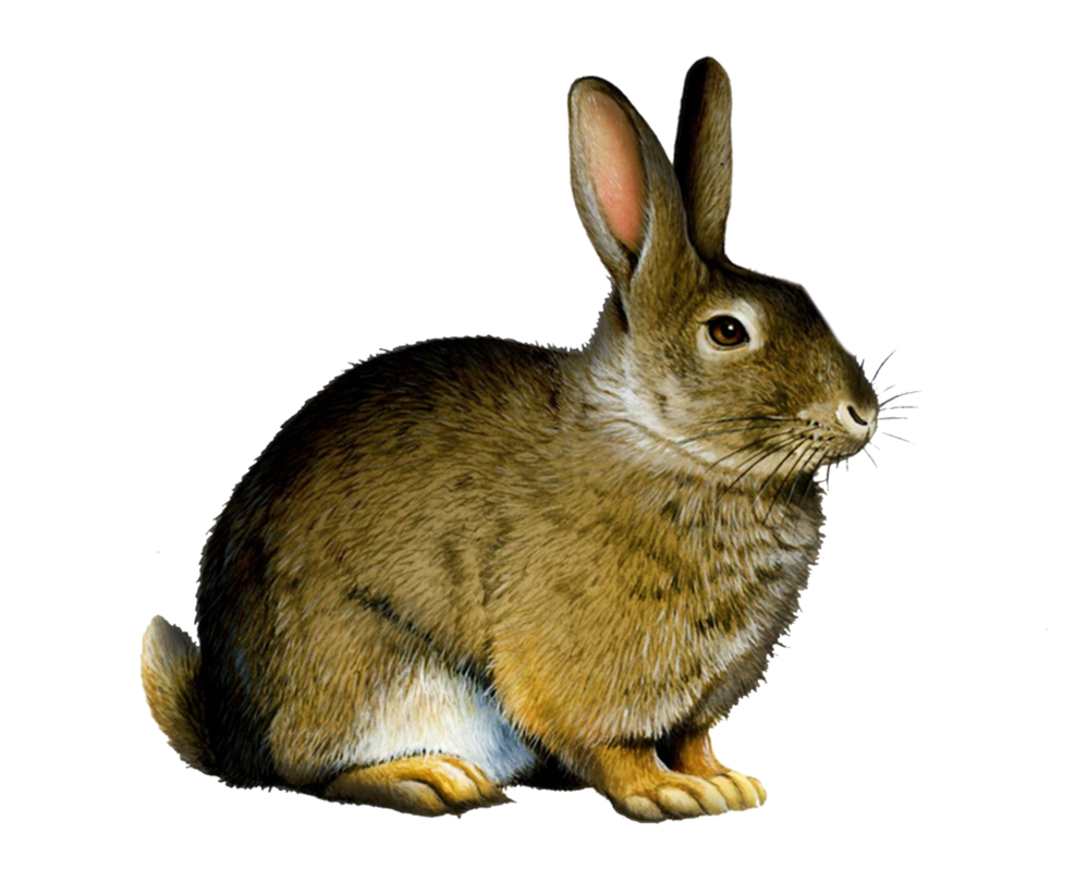 Кролик PNG высококачественный образ