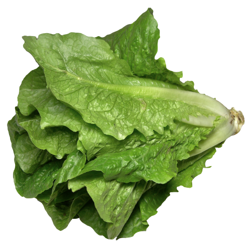Romaine Lettuce Download Transparent PNG Image
