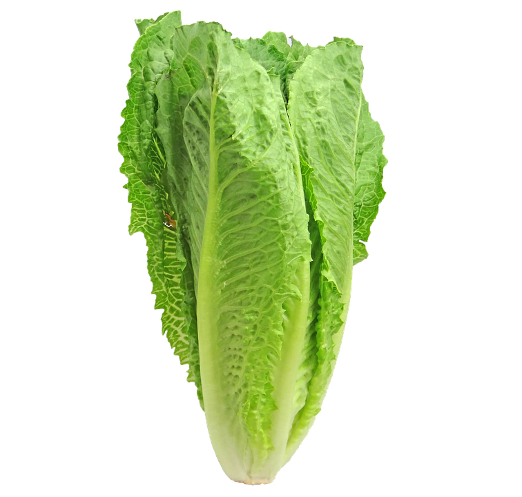 Romaine Lettuce Free PNG Image