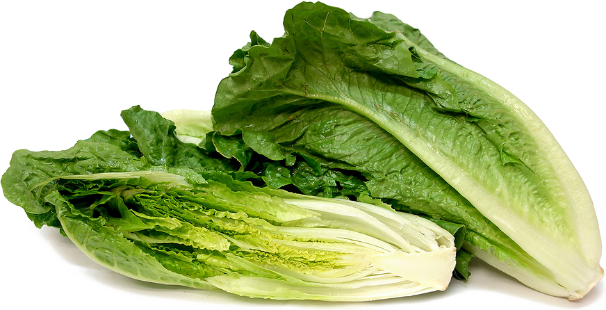 Romaine Lettuce PNG Background Image