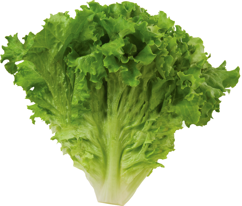 Romaine Lettuce PNG High-Quality Image