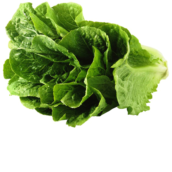 Romaine Lettuce PNG Image Background