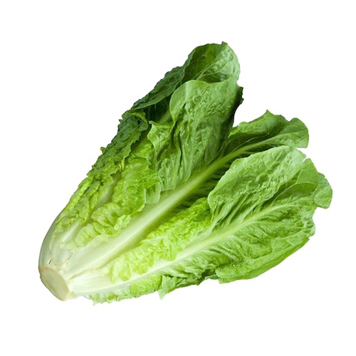 Romaine Lettuce PNG Image With Transparent Background