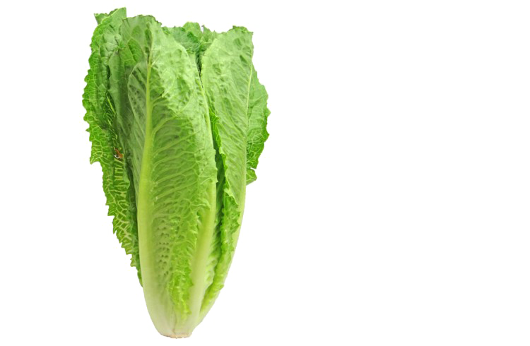 Romaine Lettuce PNG Pic