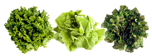 Romaine Lettuce PNG Picture