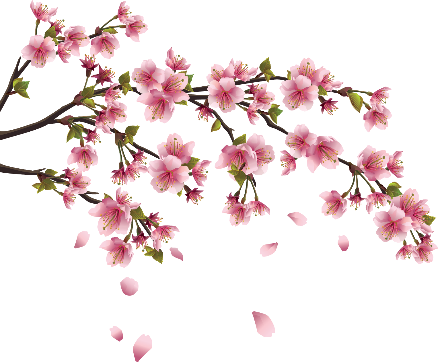 Sakura PNG image image