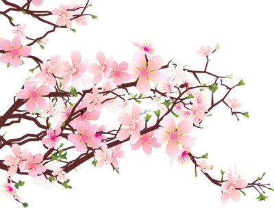 Sakura PNG Gambar Transparan
