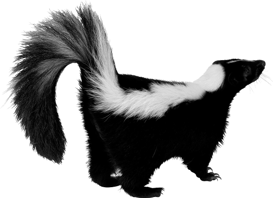 Immagine PNG Skunk Background