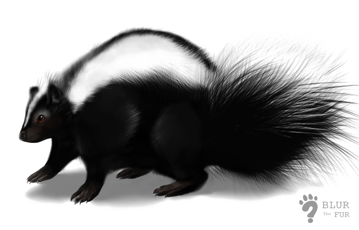 Immagine Trasparente a skunk