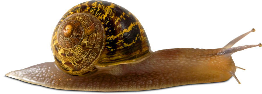 달팽이 PNG 다운로드 이미지