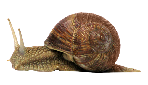 Photo PNG Snail