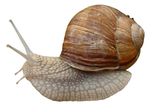 Snail PNG Transparan Gambar