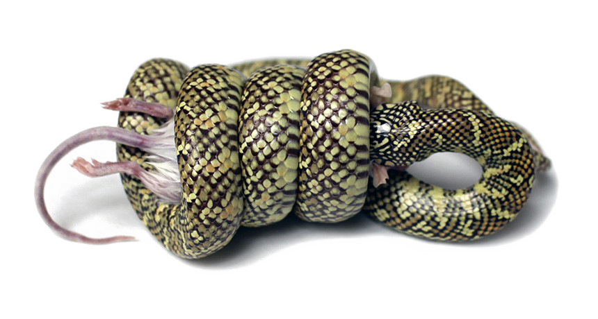 Latar belakang Gambar PNG ular