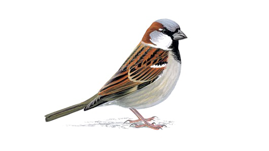 Sparrow Free PNG Image