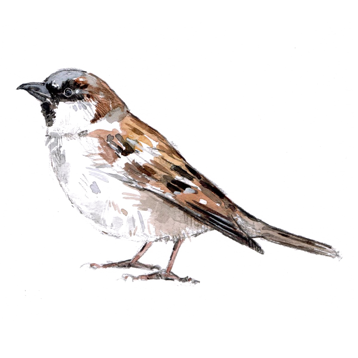 Sparrow PNG Download Image