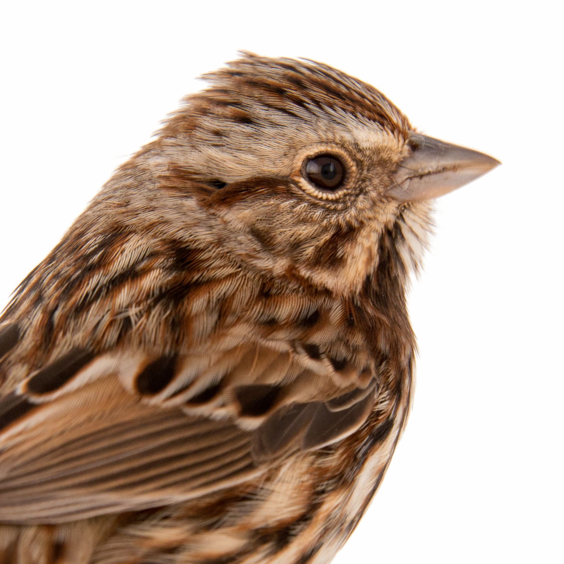 Sparrow PNG Free Download