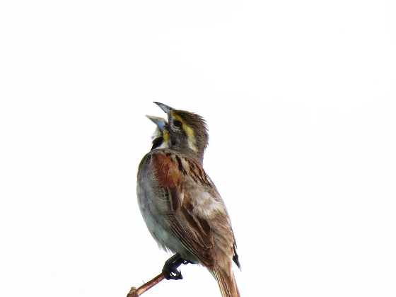 Sparrow PNG High-Quality Image