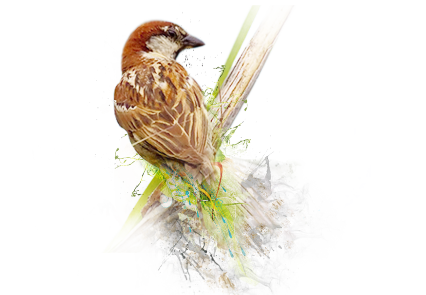 Sparrow PNG Image