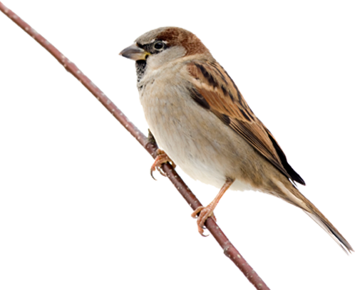 Sparrow PNG Pic
