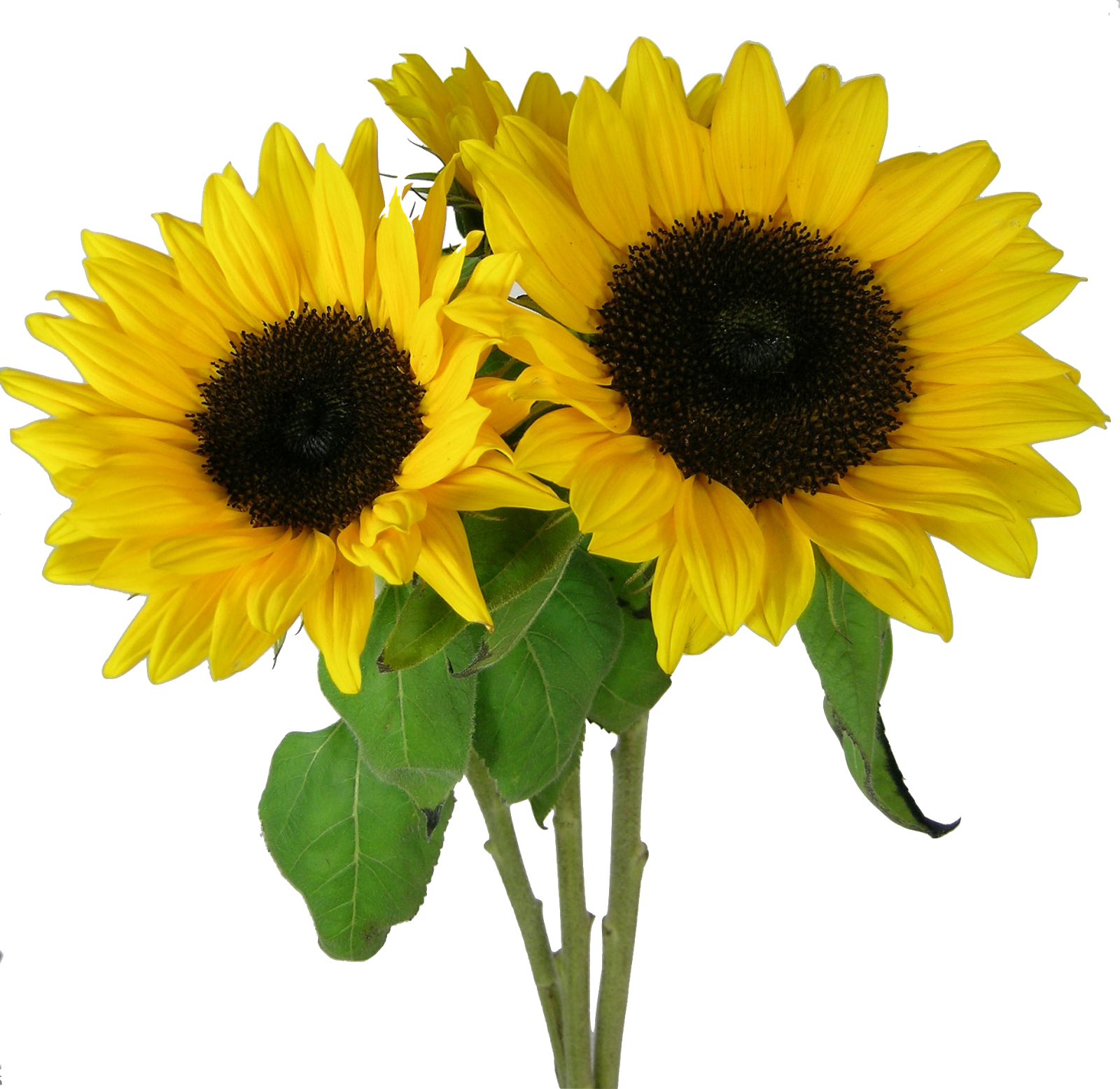 Sunflower PNG Background Image