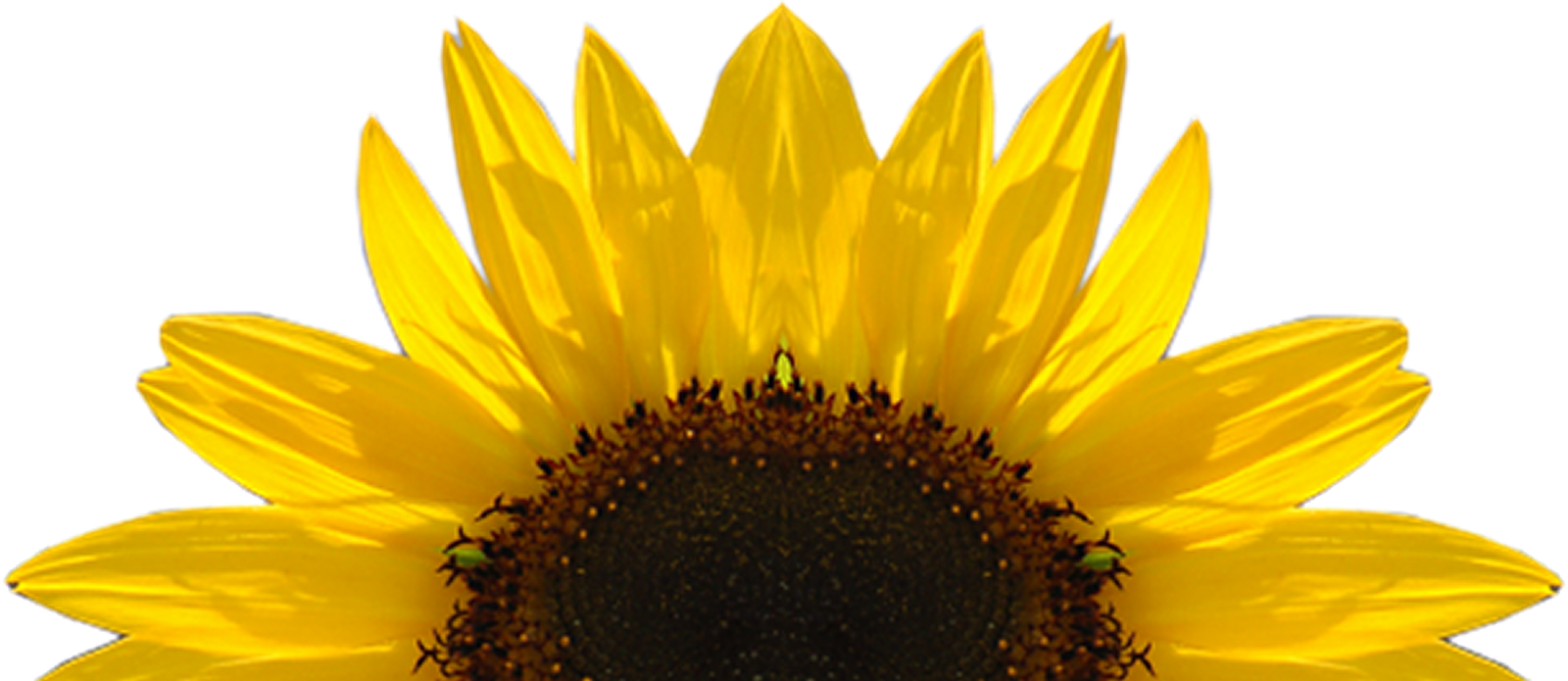 Sunflower PNG Download Image