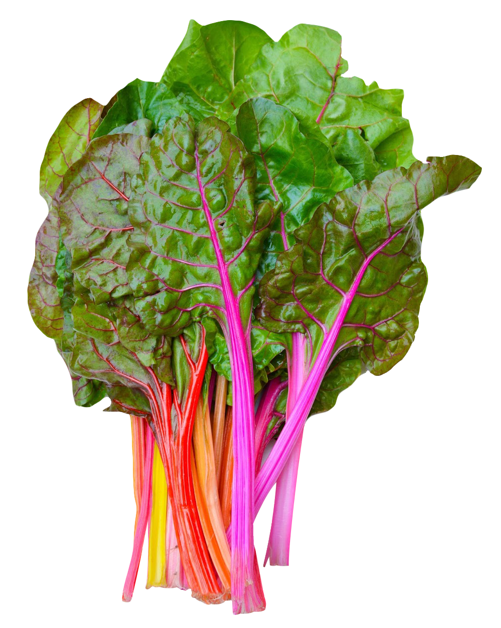 Swiss Chard PNG Picture