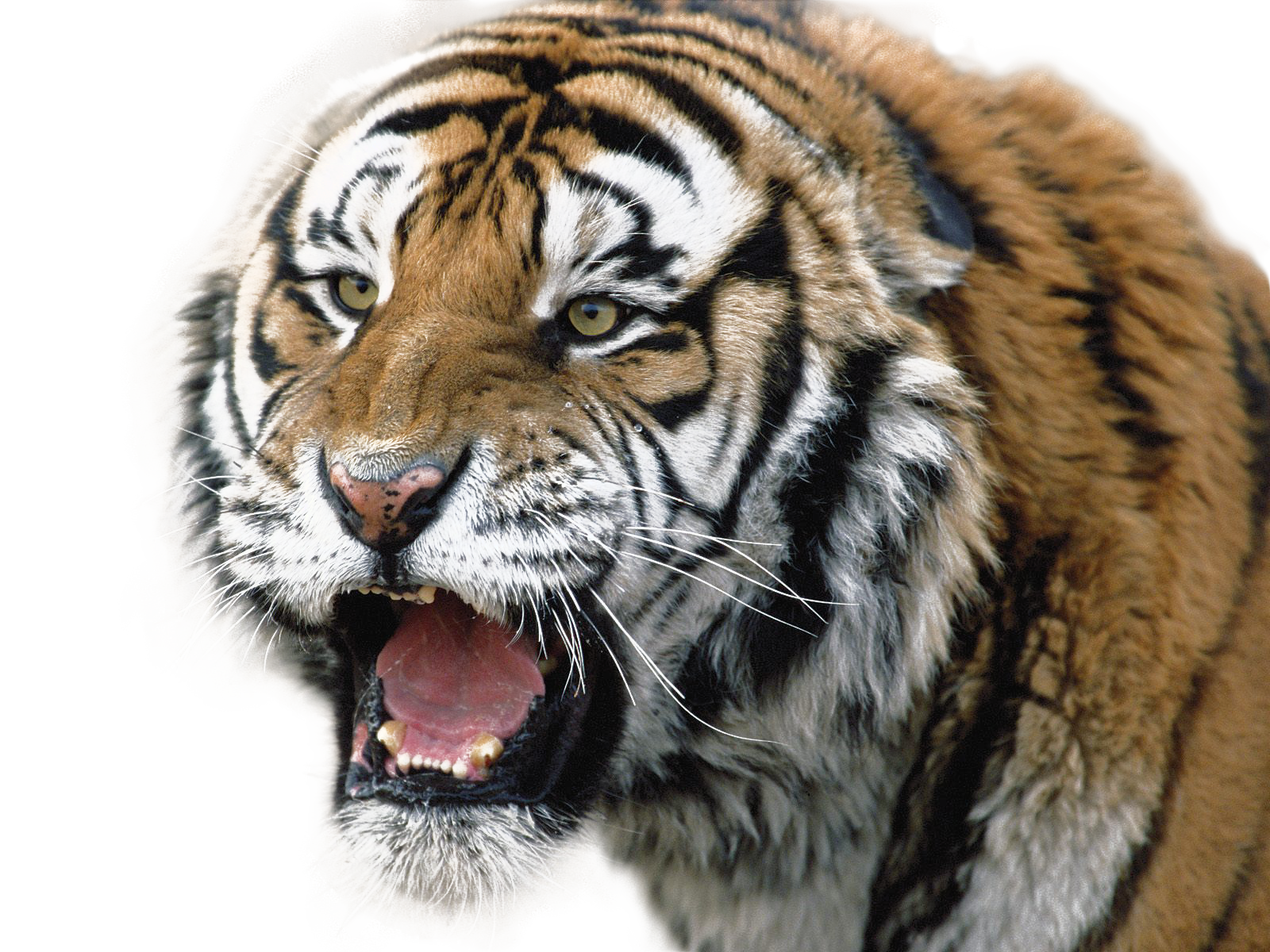 Imagen Transparente de la cara del tigre