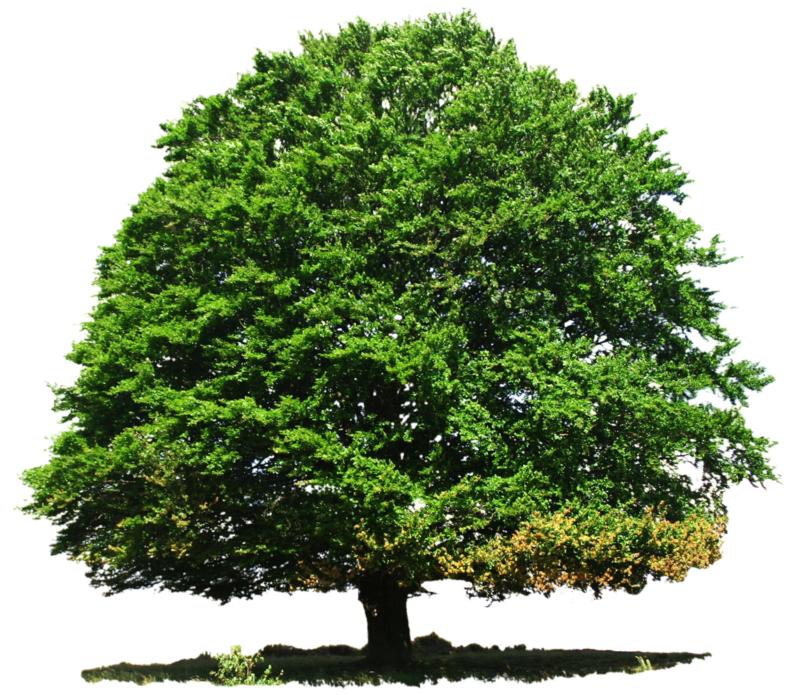 Tree PNG Background Image