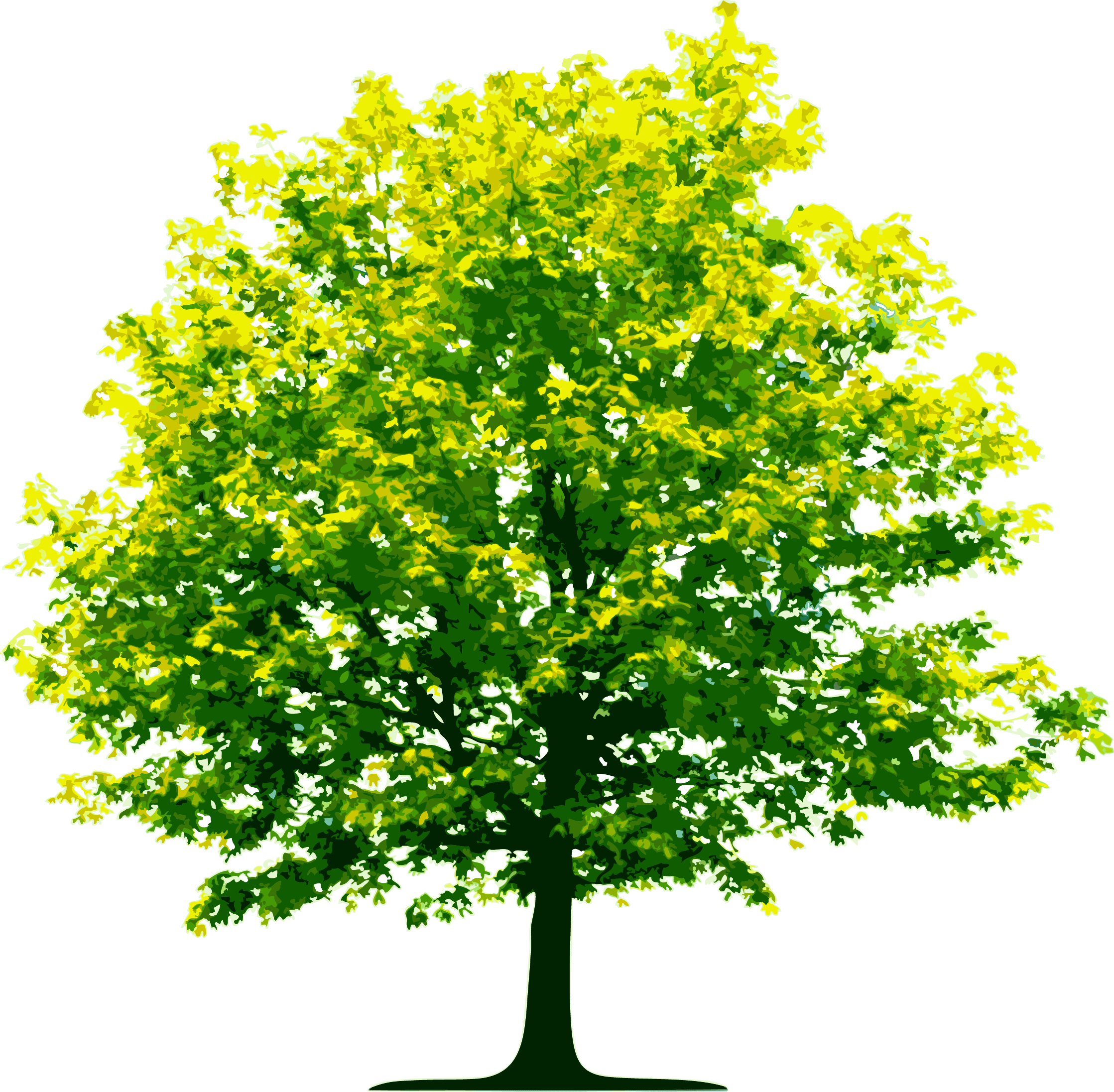 Дерево PNG изображения фон