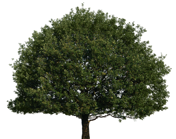 Imagen PNG del árbol con fondo Transparente