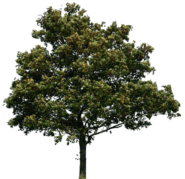 Tree PNG Image
