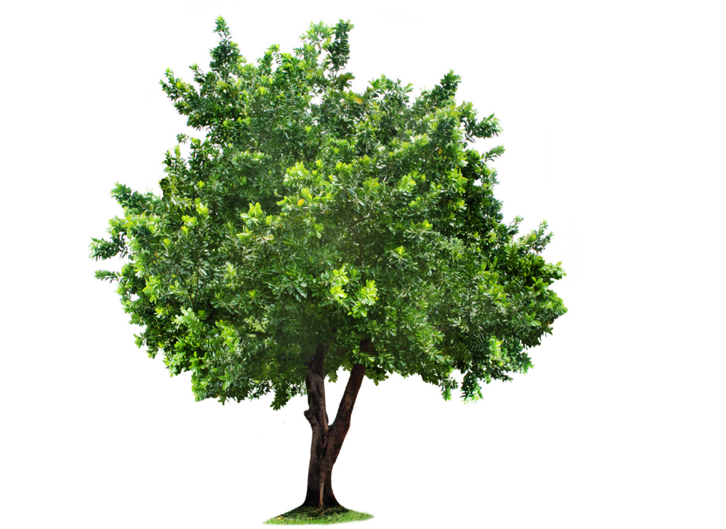 Tree PNG Pic