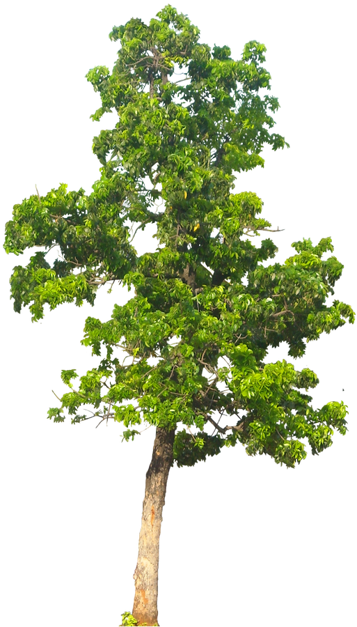 Imagem transparente de árvore PNG