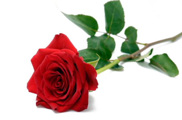 День Святого Валентина цветок PNG фото