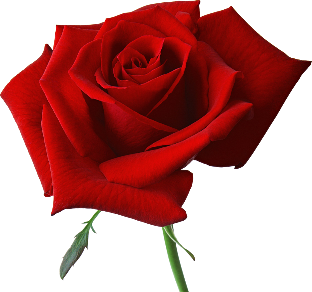 Valentines Day Roses PNG High-Quality Image