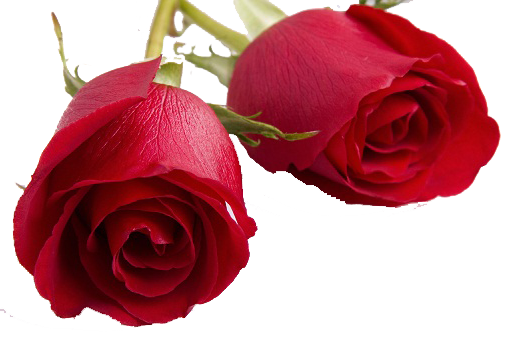 Día de San Valentín Rosas PNG imagen Transparente