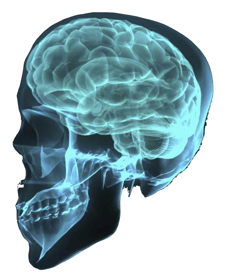 Brain фото. Прозрачный мозг.