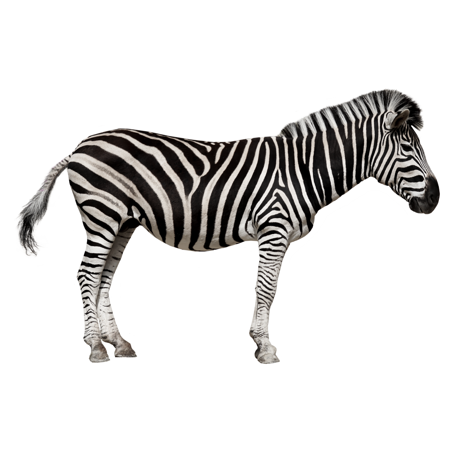 Zebra PNG صورة خلفية