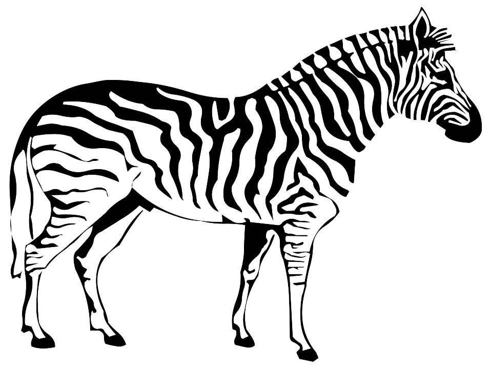 Zebra PNG Immagine