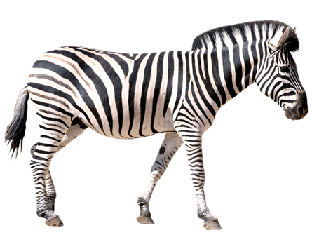 Zebra PNG Photo