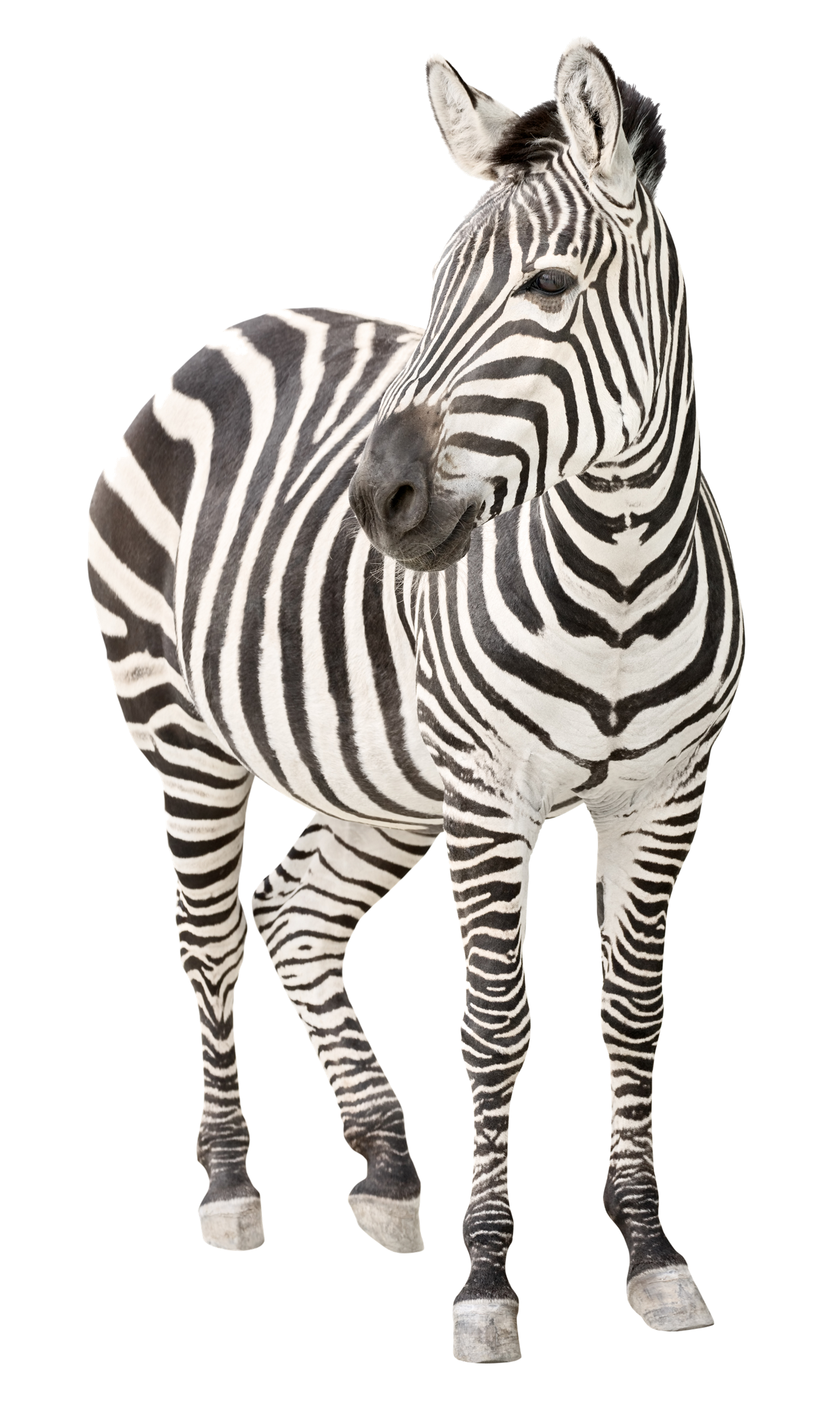 Immagine Trasparente Zebra PNG