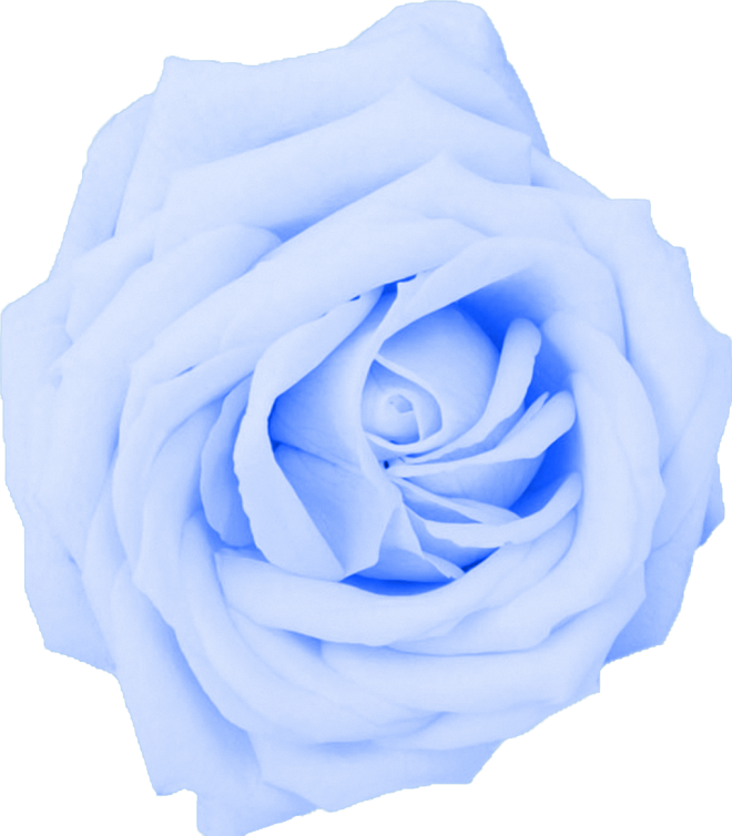 Blue Rose Download PNG-Afbeelding