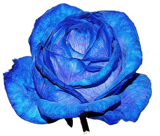 Blue Rose PNG Background Image