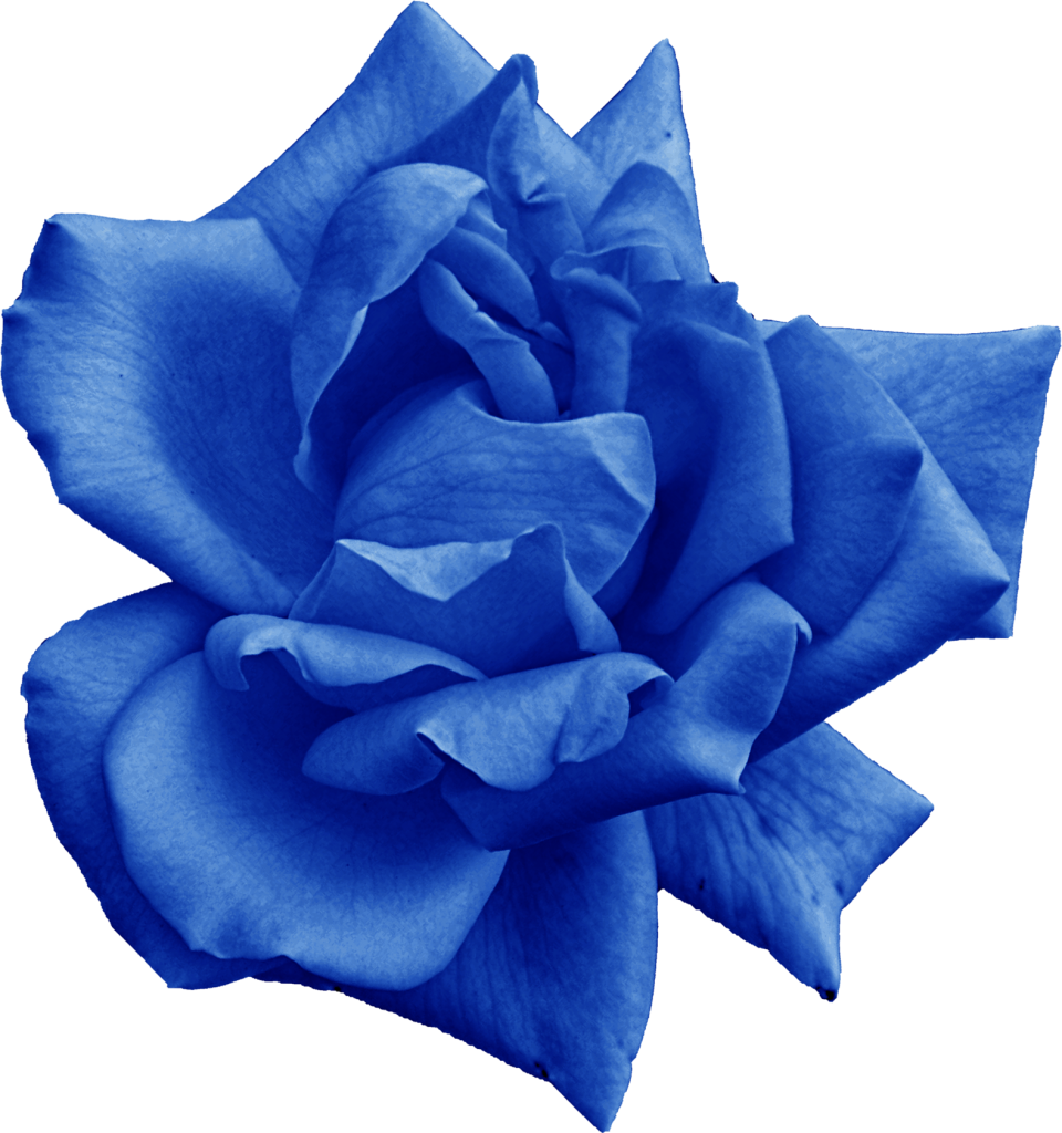 Blue Rose PNG Télécharger limage