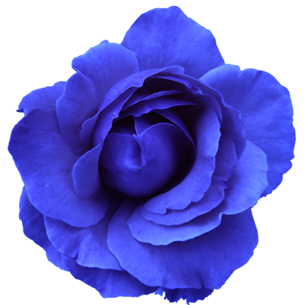 Blue Rose PNG Image Background